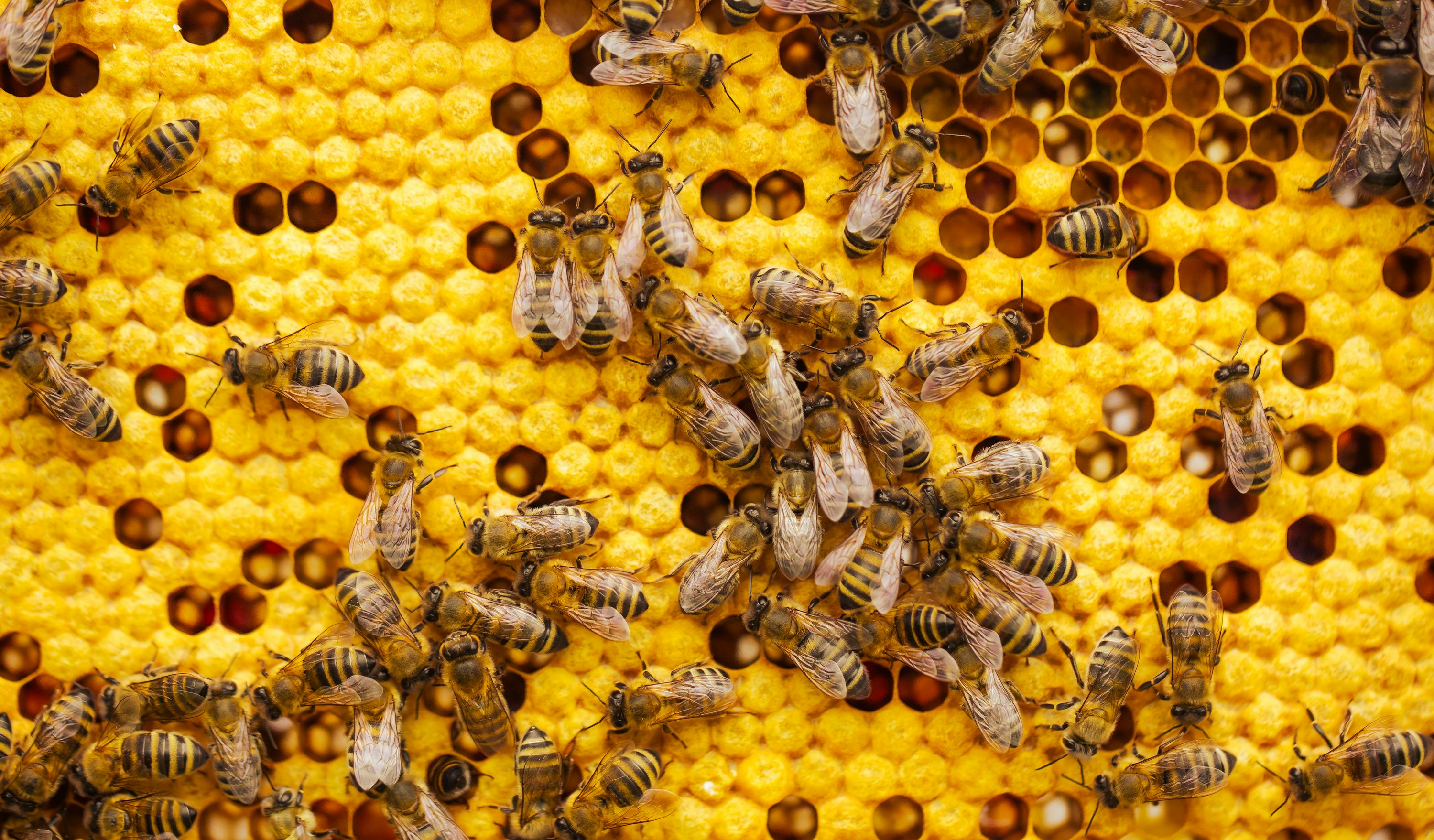 Beekeeping Value Chain